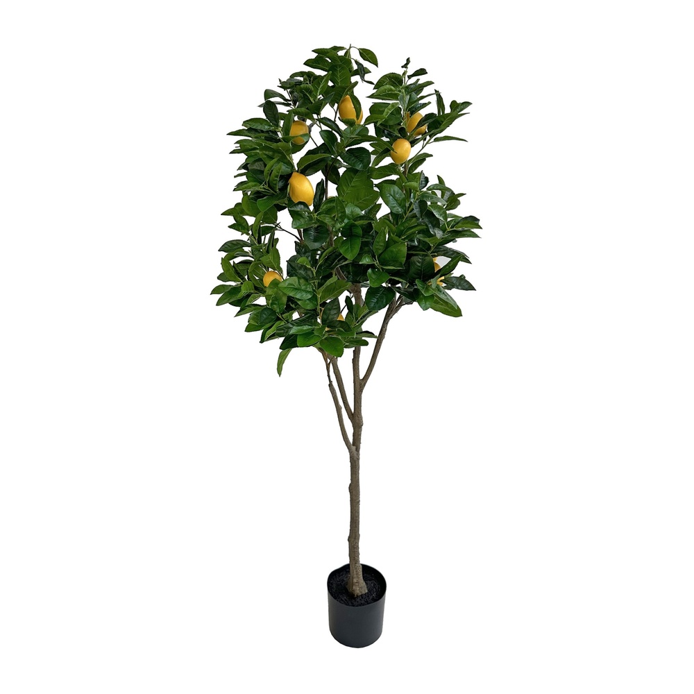 ShishiЛимонное дерево, 180 см