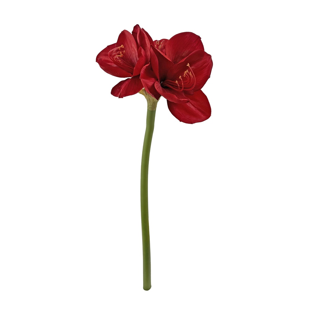 ShishiАмариллис, 65 см