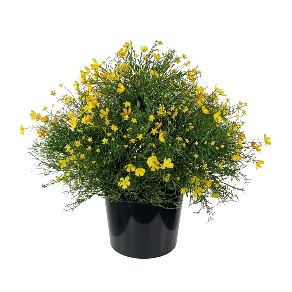 Shishiлобелия, 50 см