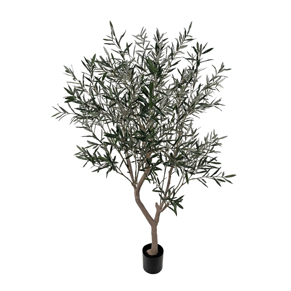 ShishiОливковое дерево, 210 см